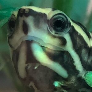 Meet your Posher, Evette